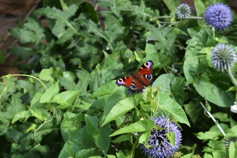 Peacock butterfly in Ringwood Hall gardens